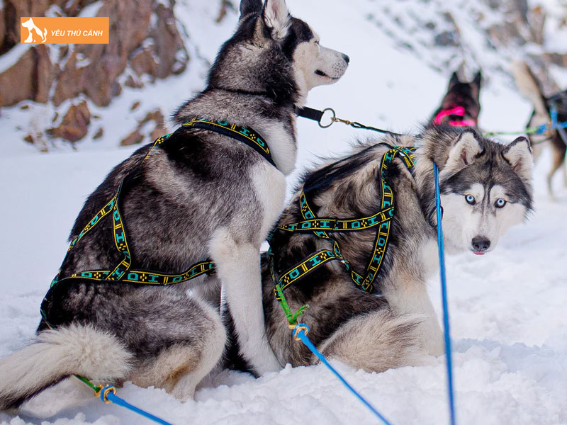 Giong-cho-alaska-standard-la-gi-thucanh