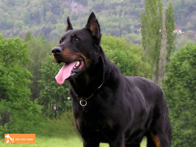 Giong-cho-becgie-phap-la-gi-thucanh