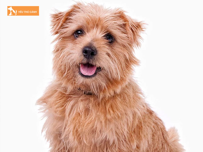 Giong-cho-suc-norfolk-la-gi-thucanh