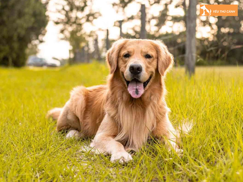 Golden-retriever-thucanh