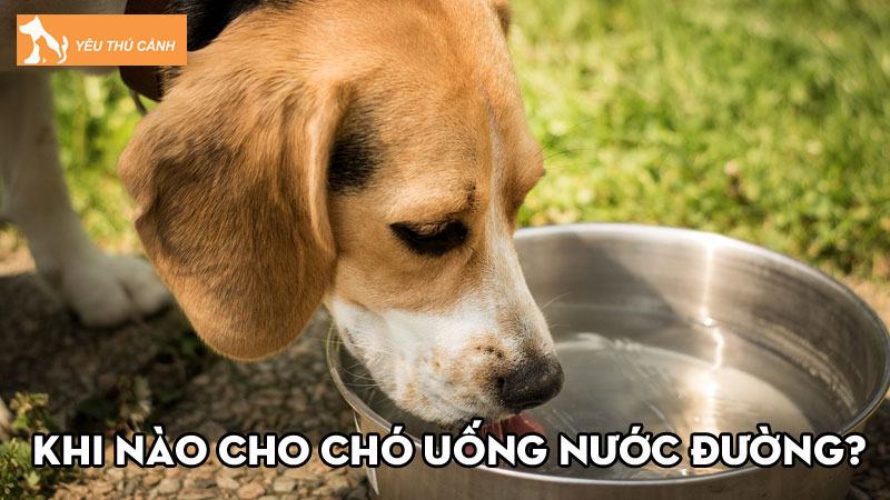 Khi nào cho chó uống nước đường? Hiệu quả và cách dùng