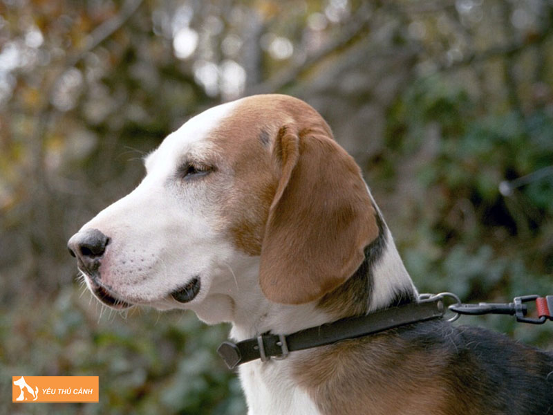 Kinh-nghiem-cham-soc-cho-san-duc-1-thucanh