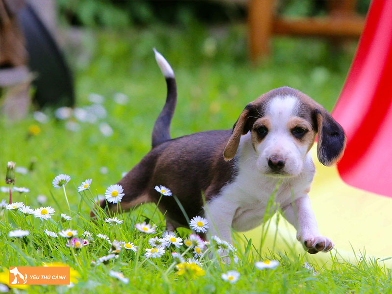 Kinh-nghiem-cham-soc-cho-san-duc-2-thucanh