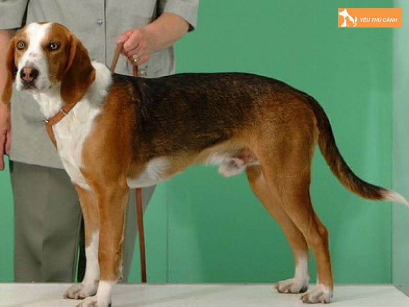 Kinh-nghiem-cham-soc-cho-san-duc-thucanh