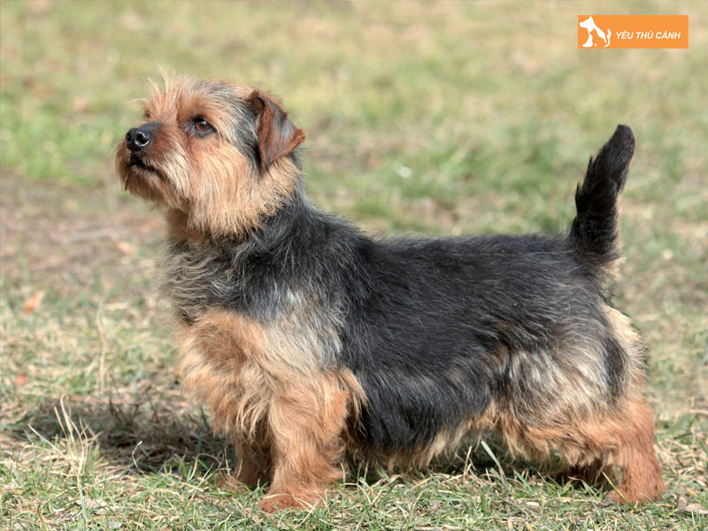 Kinh-nghiem-cham-soc-cho-suc-norfolk-dung-cach-1-thucanh