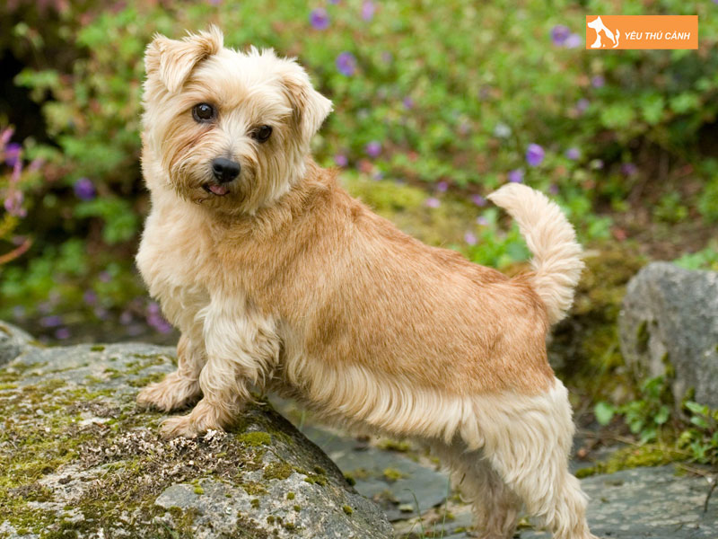 Kinh-nghiem-cham-soc-cho-suc-norfolk-dung-cach-thucanh