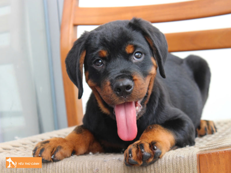 Kinh-nghiem-nuoi-cho-becgie-lai-rottweiler-1-thucanh