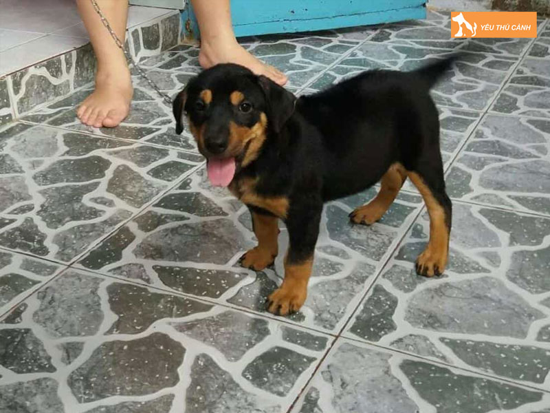 Kinh-nghiem-nuoi-cho-becgie-lai-rottweiler-thucanh