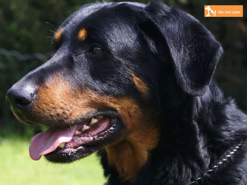 Kinh-nghiem-nuoi-cho-becgie-phap-1-thucanh