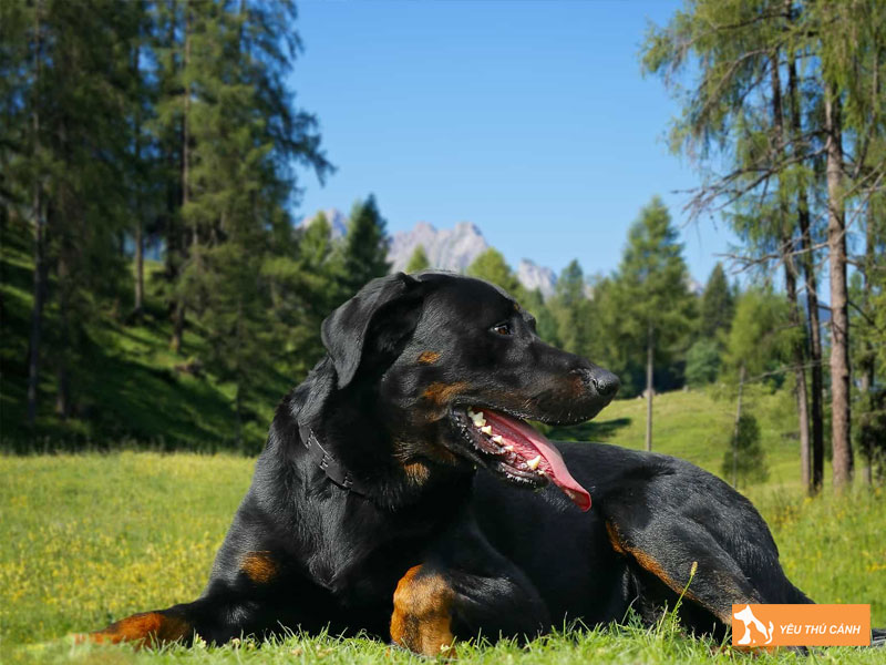 Kinh-nghiem-nuoi-cho-becgie-phap-thucanh