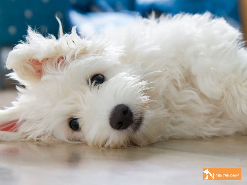 Kinh-nghiem-nuoi-cho-coton-de-tulear-1-thucanh