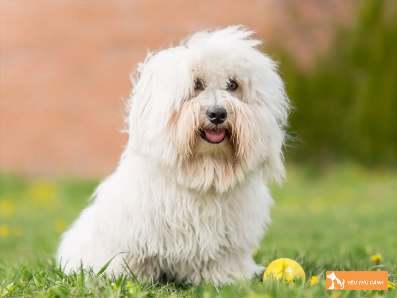 Kinh-nghiem-nuoi-cho-coton-de-tulear-thucanh