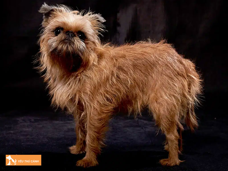 Kinh-nghiem-nuoi-cho-griffon-brussels-1-thucanh