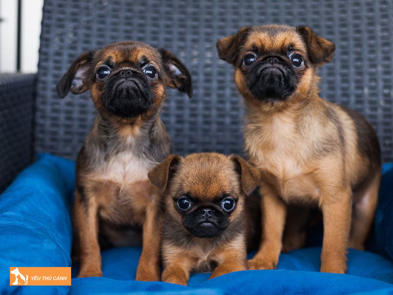 Kinh-nghiem-nuoi-cho-griffon-brussels-2-thucanh