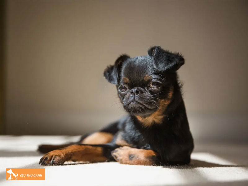 Kinh-nghiem-nuoi-cho-griffon-brussels-thucanh