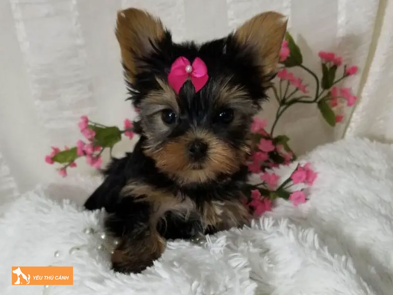 Kinh-nghiem-nuoi-va-cham-soc-cho-teacup-thucanh