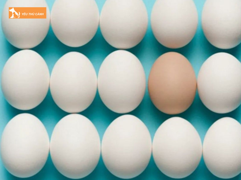 Loi-ich-cua-trung-omega-3-thucanh