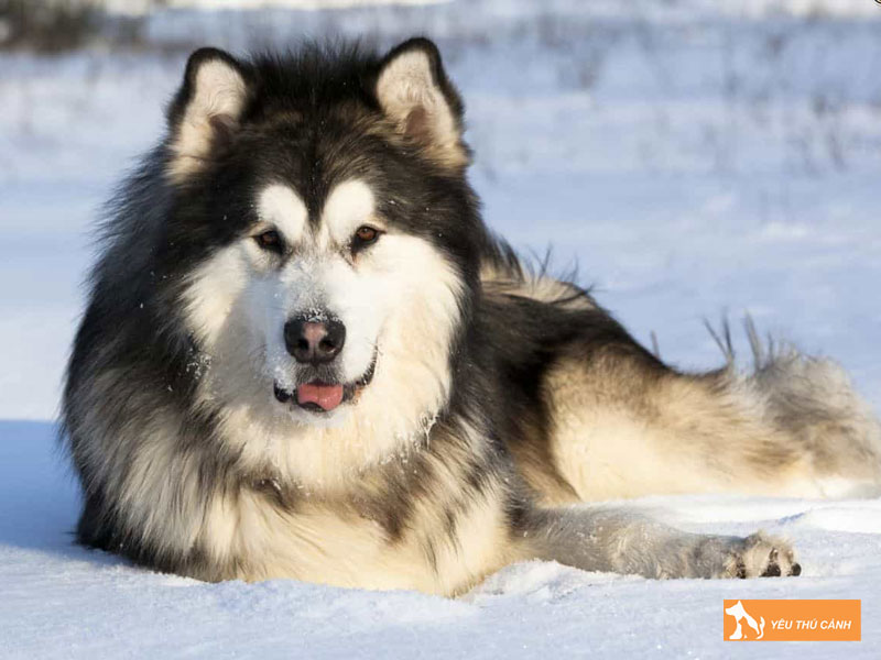 Mot-so-kinh-nghiem-nuoi-cho-alaska-standard-1-thucanh