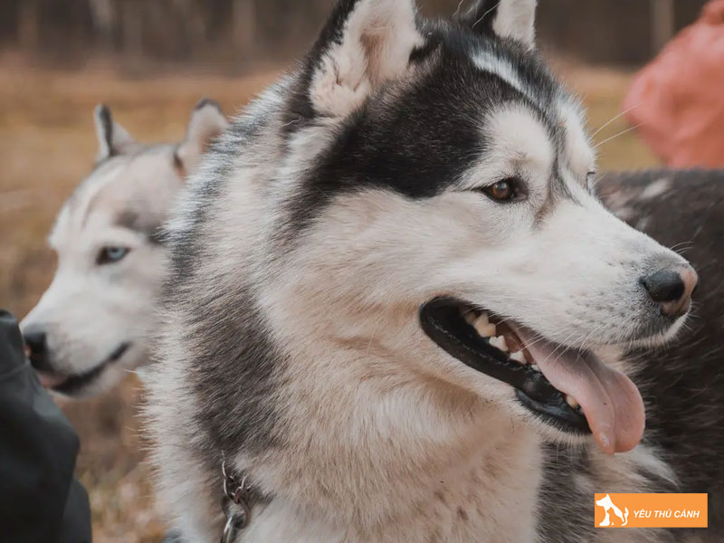 Mot-so-kinh-nghiem-nuoi-cho-alaska-standard-2-thucanh