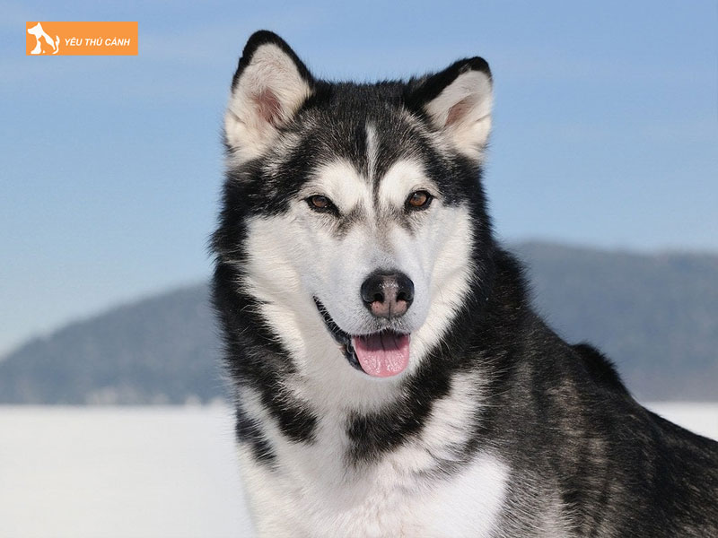 Mot-so-kinh-nghiem-nuoi-cho-alaska-standard-thucanh