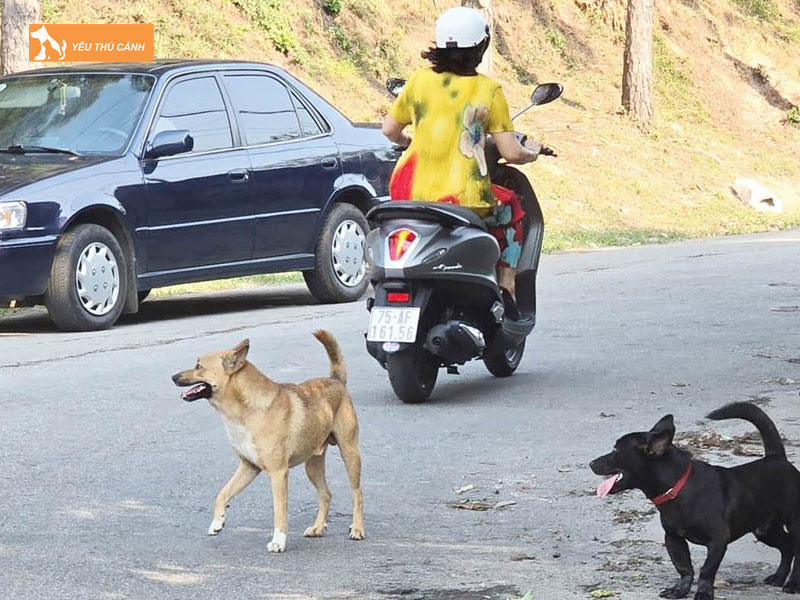Mot-so-van-de-he-luy-khi-nuoi-cho-tha-rong-1-thucanh