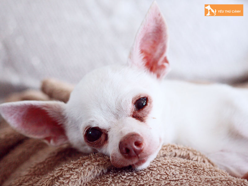 Nhung-nguyen-nhan-khien-cho-tieu-ra-mau-1-thucanh