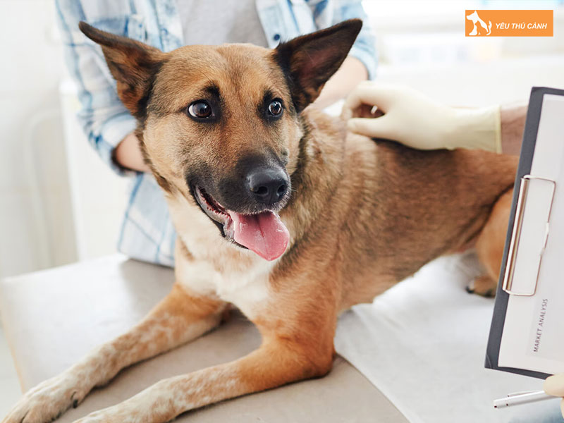 Nhung-nguyen-nhan-khien-cho-tieu-ra-mau-thucanh