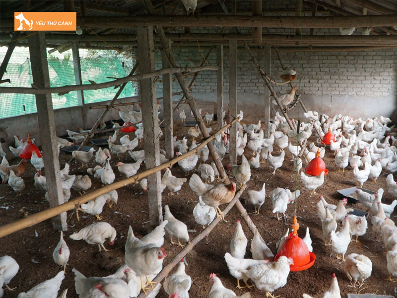 Phuong-phap-nuoi-ga-de-tang-ham-luong-omega-3-1-thucanh