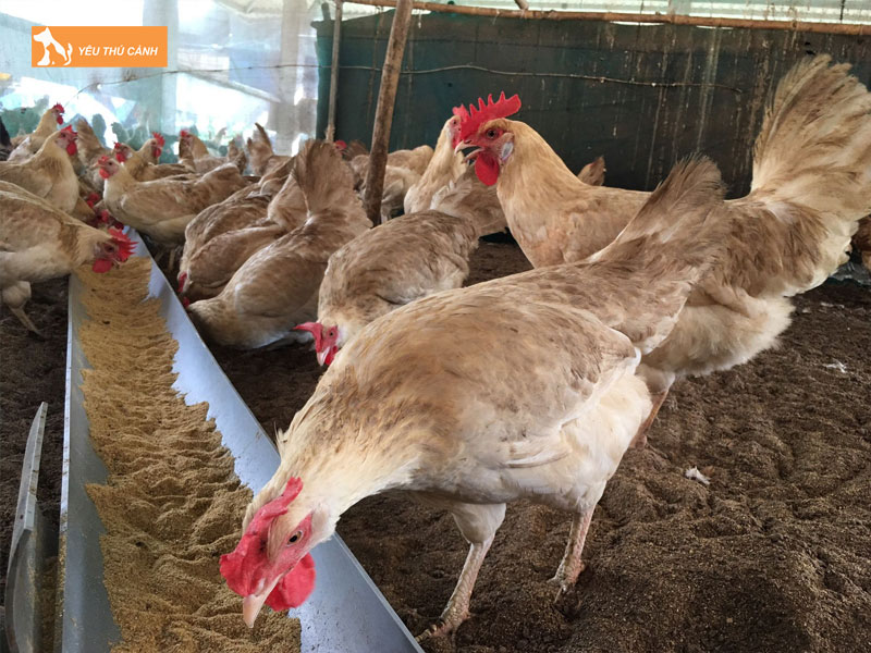 Phuong-phap-nuoi-ga-de-tang-ham-luong-omega-3-thucanh