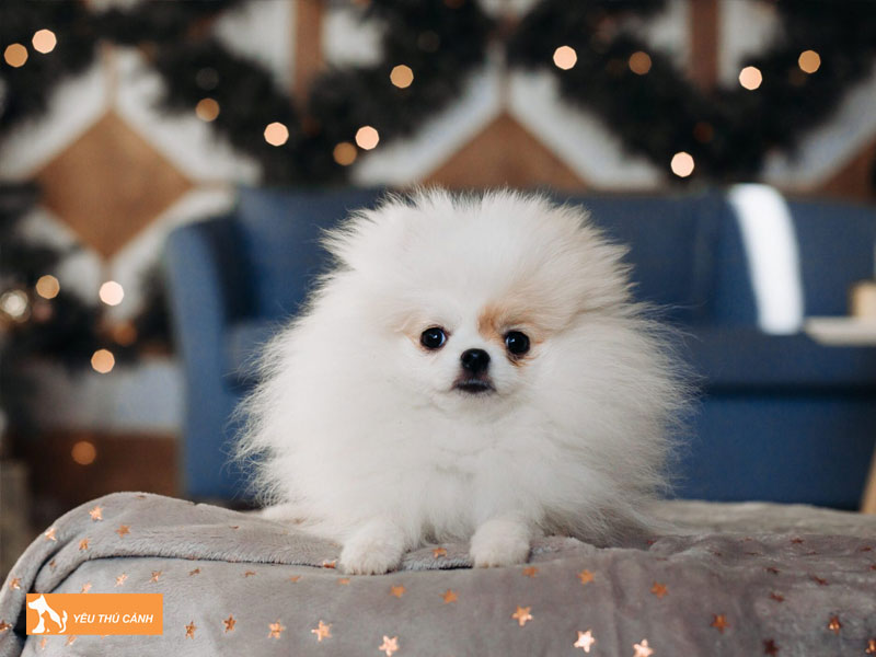 Teacup-pomeranian-thucanh