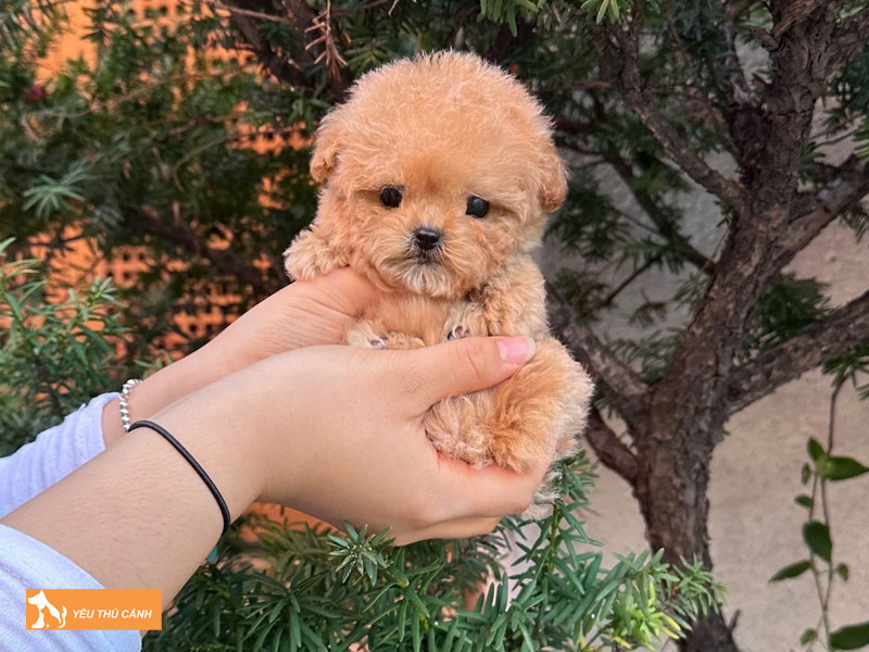 Teacup-poodle-thucanh