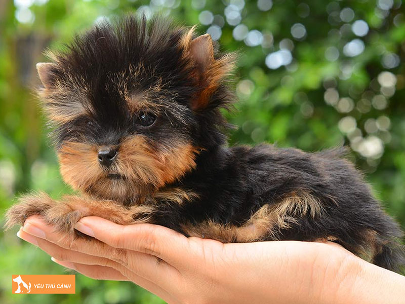 Teacup-yorkshire-terrier-thucanh