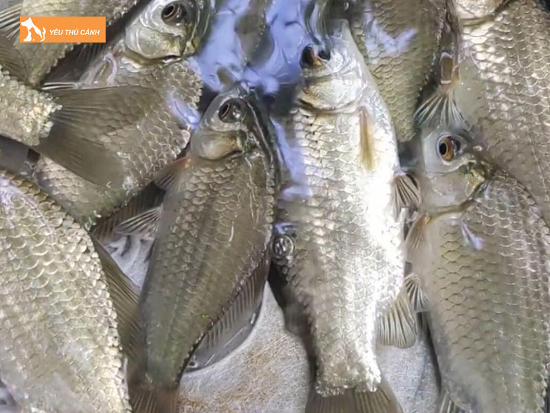 Tim-hieu-ve-ca-diec-thucanh