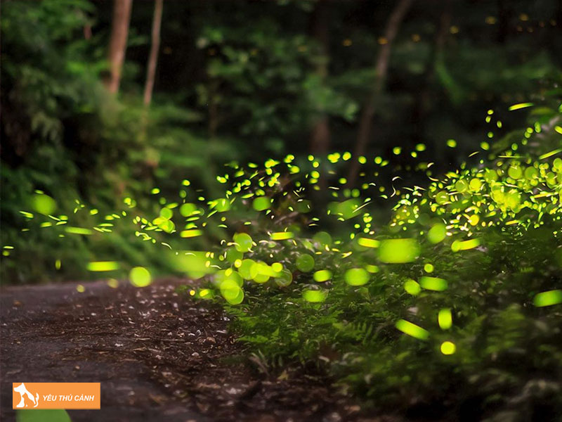 Tim-hieu-ve-dom-dom-1-thucanh