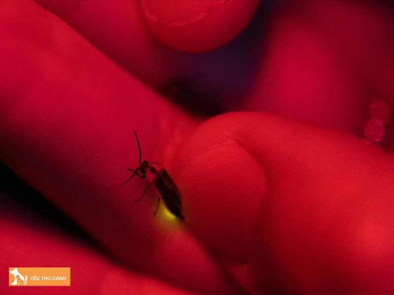 Tim-hieu-ve-dom-dom-thucanh