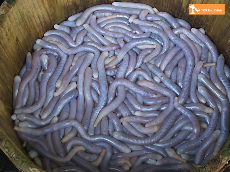 Tim-hieu-ve-sa-sung-thucanh