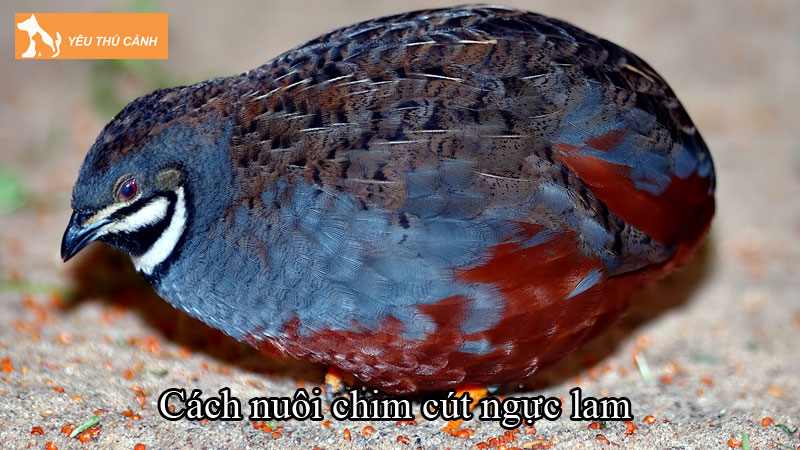 Cách nuôi chim cút ngực lam đơn giản, chi tiết từ A-Z Cách nuôi chim cút ngực lam đơn giản, chi tiết từ A-Z
