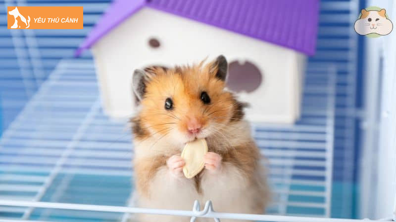 Nuoihamster-chia-se-cach-nuoi-va-cham-soc-chuot-hamster-de-chung-luon-vui-ve-1-thucanh