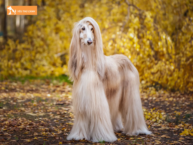 Afghan-hound-la-giong-cho-gi-thucanh