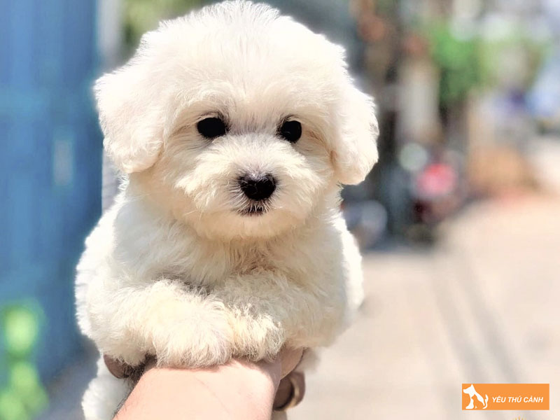 Cac-yeu-to-anh-huong-den-tuoi-tho-cua-poodle-thucanh