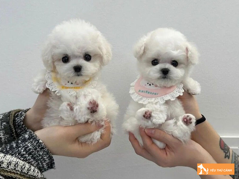 Cach-keo-dai-tuoi-tho-cho-cho-poodle-1-thucanh