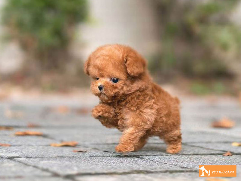 Cach-keo-dai-tuoi-tho-cho-cho-poodle-thucanh