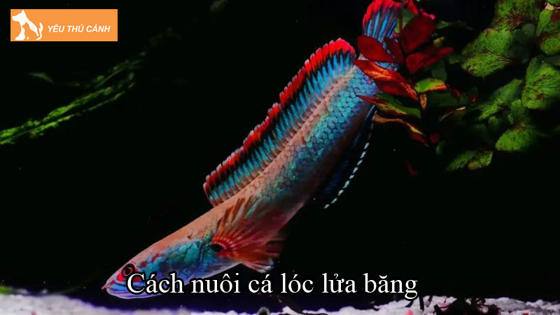 Cách nuôi cá lóc lửa băng khỏe mạnh, lên màu đẹp Cách nuôi cá lóc lửa băng khỏe mạnh, lên màu đẹp