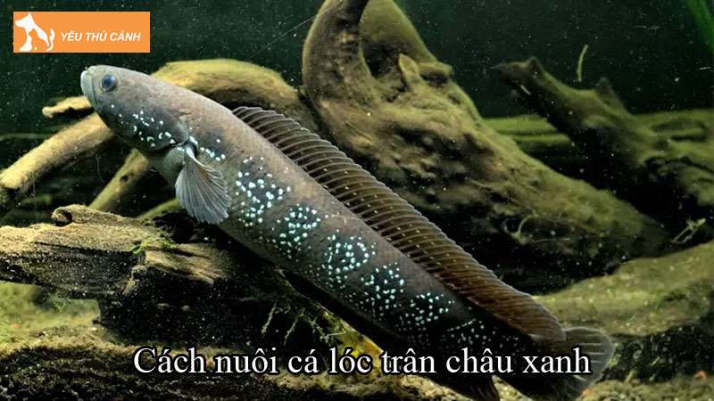 Cách nuôi cá lóc trân châu xanh hiệu quả, cá khỏe đẹp Cách nuôi cá lóc trân châu xanh hiệu quả, cá khỏe đẹp