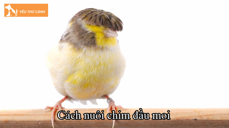 Cách nuôi chim đầu moi đơn giản, ai cũng thực hiện được Cách nuôi chim đầu moi đơn giản, ai cũng thực hiện được