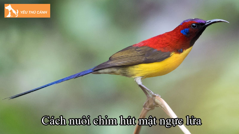 Cách nuôi chim hút mật ngực lửa sống lâu, khỏe mạnh Cách nuôi chim hút mật ngực lửa sống lâu, khỏe mạnh