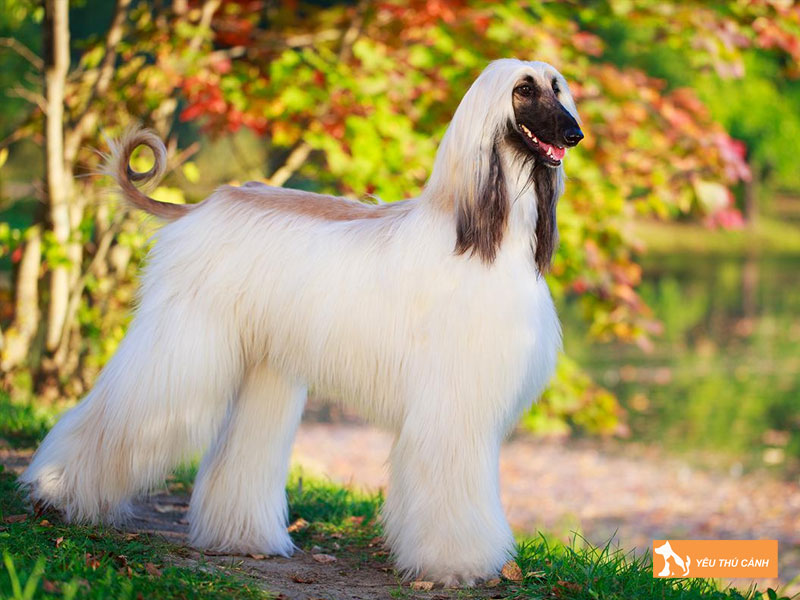 Cach-nuoi-cho-afghan-hound-hieu-qua-1-thucanh