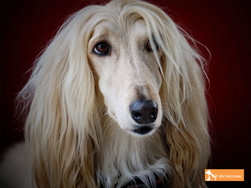 Cach-nuoi-cho-afghan-hound-hieu-qua-thucanh