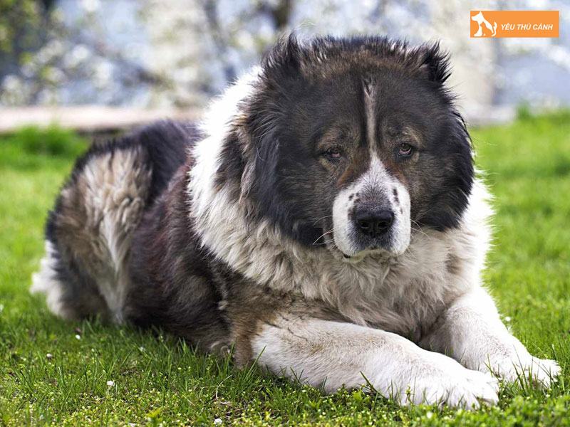 Cach-nuoi-cho-caucasian-shepherd-hieu-qua-1-thucanh