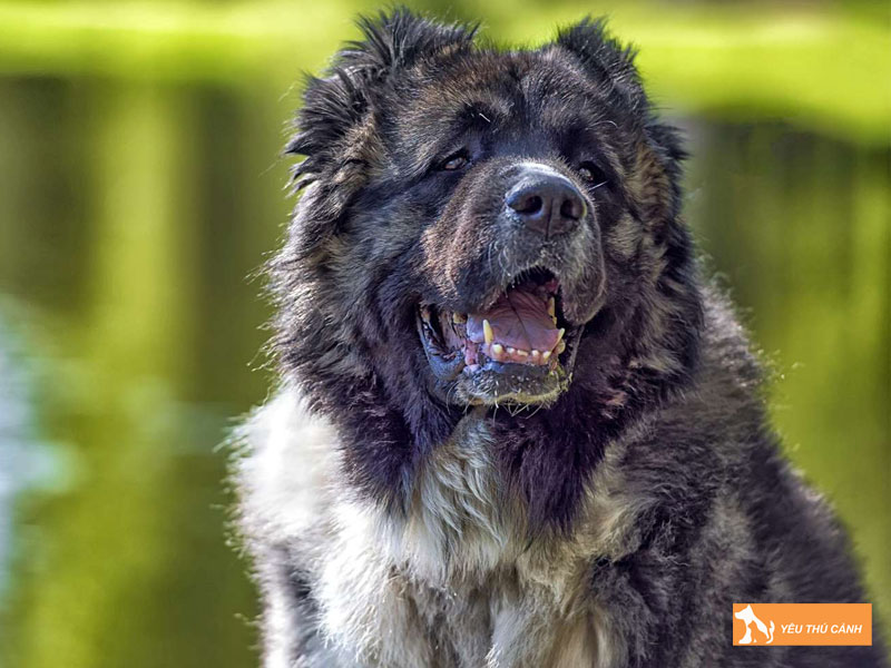 Cach-nuoi-cho-caucasian-shepherd-hieu-qua-2-thucanh